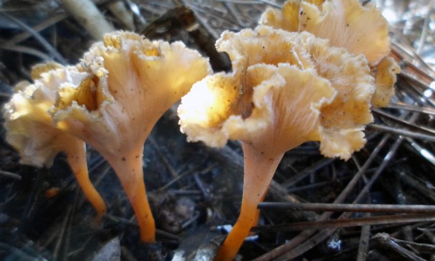 macromycet1