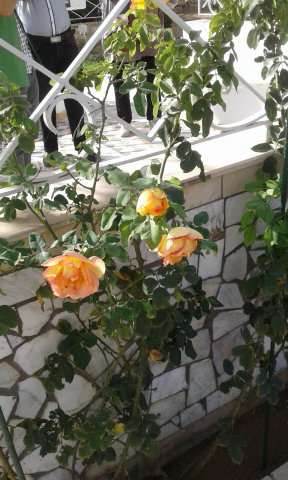 Visite GDA-Sidi Amor