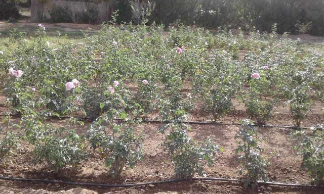 Visite GDA-Sidi Amor