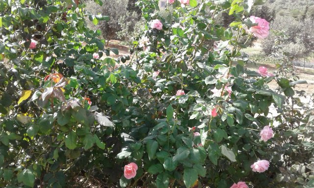 Visite GDA-Sidi Amor